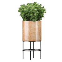 3d Rendering Of Polyscias plant in planter on Transparent Canvas png