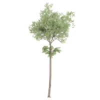 3d Rendering Of Pinus sylvestris tree on Transparent Canvas png