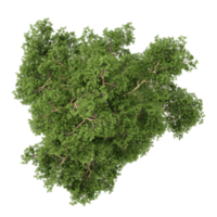 collection of Pinus sylvestris tree with realistic style from top view png