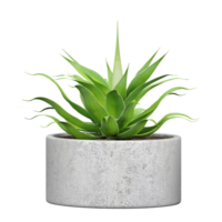 3d rendering of Foxtail agave tree isolated on transparent Canvas png