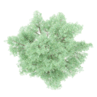 3d illustration of Bucida buceras tree isolated on transparent canvas from top view png