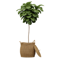 3d illustration of Fiddle-leaf fig tree isolated on transparent canvas png