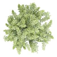 Top view of pine tree isolated on transparent Canvas png