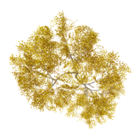 3d rendering of Populus sect. Aigeiros tree isolated on transparent Canvas from the top view png