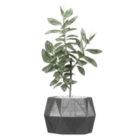 3d Rendering Of Rubber fig plant in planter on Transparent Canvas png