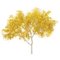 3d rendering of Populus sect. Aigeiros tree isolated on transparent Canvas png