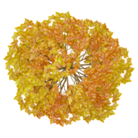 3d Rendering Of autumn plant on Transparent Canvas from the top view png