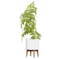 3d Rendering Of Fern plant in white planter on Transparent Canvas png