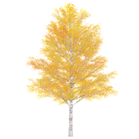 3d rendering of autumn tree isolated on transparent Canvas png