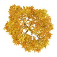 3d rendering of autumn tree isolated on transparent Canvas from the top view png