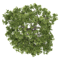 3d illustration of Beech tree isolated on transparent canvas from top view png
