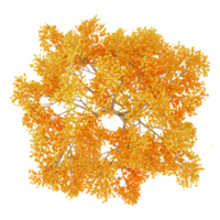 3d illustration of autumn tree isolated on transparent Canvas from top view png