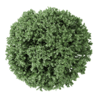 3d Rendering Of Common box plant on Transparent Canvas png