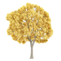 3d rendering of European beech tree isolated on transparent Canvas png