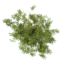 3d Rendering Of Fern plant in white planter on Transparent Canvas from the top view png