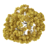 3d rendering of European beech tree isolated on transparent Canvas from the top view png