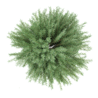 3d illustration of rosemarry tree isolated on transparent canvas from top view png