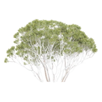 Collection of Eucalyptus tree isolated on transparent Canvas png