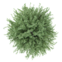 3d illustration of Myrtle tree isolated on transparent canvas from top view png