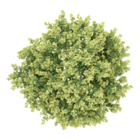 Green Acacia tree isolated on Canvas from top view png