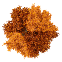 Beautiful shape of autumn tree isolated on transparent Canvas from the top view png
