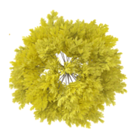 Beautiful shape of green Maple tree isolated on transparent Canvas from the top view png