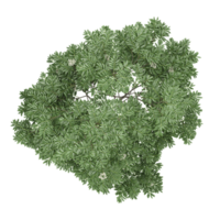 Beautiful shape of green Fir tree isolated on transparent Canvas png