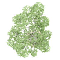 Collection of Eucalyptus tree isolated on transparent Canvas from the top view png
