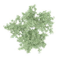 Beautiful shape of green Eucalyptus tree isolated on transparent Canvas from the top view png