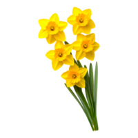 Bright and Cheerful Yellow Daffodils with Green Leaves on Display png