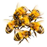 Close-Up Capture of Bees Pollinating Flower in Bright Nature Setting png