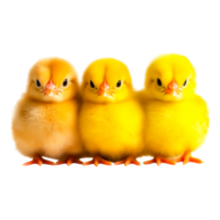 Three Adorable Yellow Chicks in a Row with Soft Fluffy Feathers png