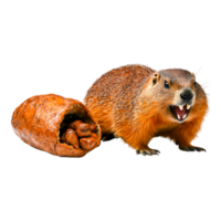 Murmeltier mit ein Bau und Nüsse im ein natürlich Rahmen png