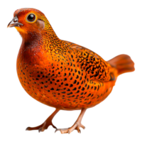 Vibrant Orange Bird with Distinctive Feather Patterns png