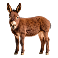 Cute Brown Donkey Smiling in a Farmyard Setting with Soft Fur png