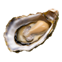 Fresh Open Oyster with Glistening Flesh png