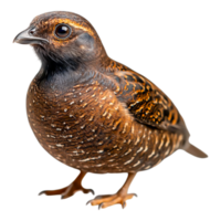 Close-up View of Colorful Bird with Intricate Feather Patterns png
