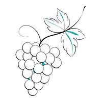 A bunch of grapes with leaves on a white background vector