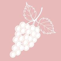 A bunch of grapes on a pink background vector