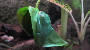 Two red-eyed tree frogs are sleeping while clinging to a leaf video