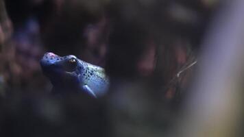 A Dendrobates azureus is hiding in the damp undergrowth video