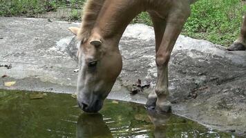 A Przewalski's horse is quenching its thirst at a zoo's watering hole video