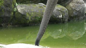 An elephant is using its trunk to drink water. video