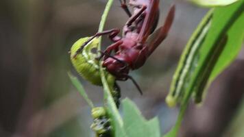 A red wasp with a green leaf on its back video