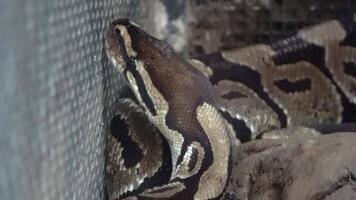 Close-up for a python is frantically searching for an exit inside its enclosure video