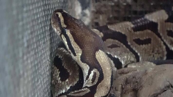 Python Stock Video Footage for Free Download