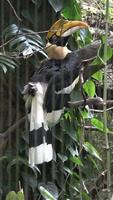 Vertical shot for a toucan is perched on a branch video