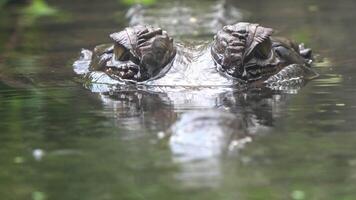 The crocodile is floating with only its eyes visible above the water video