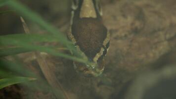 With its tongue darting in and out, a ball python slithers towards the camera video