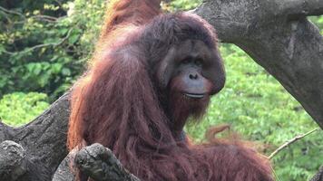 The orangutan is munching on a branch video